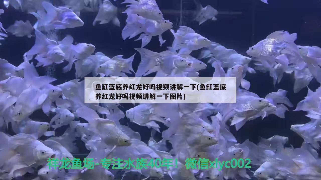 福龍 魚缸藍底養紅龍好嗎視頻講解一下(魚缸藍底養紅龍好嗎視頻講解一下圖片) 觀賞魚百科 魚缸藍底養紅龍好嗎視頻講解一下(魚缸藍底養紅龍好嗎視頻講解一下圖片) 魚缸藍底養紅龍好嗎視頻講解一下(魚缸藍底養紅龍好嗎視頻講解一下圖片) 觀賞魚百科