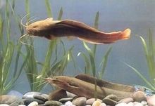 家養(yǎng)六角恐龍魚吃什么飼料好呢(六角龍魚吃啥飼料)（家養(yǎng)六角恐龍魚吃什么飼料好）