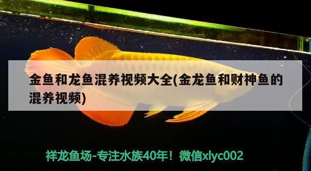 金魚和龍魚混養視頻大全(金龍魚和財神魚的混養視頻)（金魚和龍魚混養視頻大全）