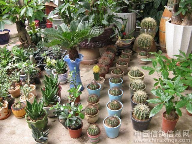 芳村花地大道的花鳥市場（廣州芳村花地大道的花卉博覽園探秘芳村花卉博覽園探秘） 芳村花地大道的花鳥市場（廣州芳村花地大道的花卉博覽園探秘芳村花卉博覽園探秘） 觀賞魚百科 第1張