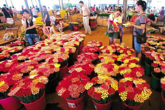 芳村花地大道的花鳥市場（廣州芳村花地大道的花卉博覽園探秘芳村花卉博覽園探秘） 芳村花地大道的花鳥市場（廣州芳村花地大道的花卉博覽園探秘芳村花卉博覽園探秘） 觀賞魚百科 第3張
