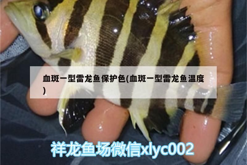 血斑一型雷龍魚保護色(血斑一型雷龍魚溫度)（血斑一型雷龍魚保護色）