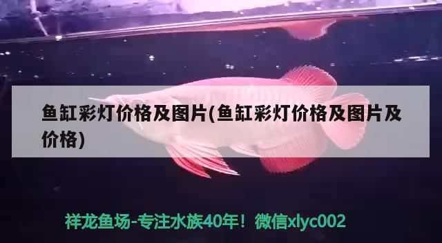 魚缸彩燈價格及圖片(魚缸彩燈價格及圖片及價格)