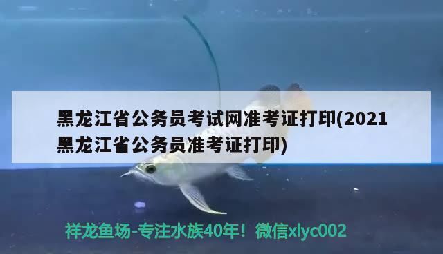 黑龍江省公務員考試網準考證打印(2021黑龍江省公務員準考證打印)