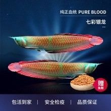 粉色金龍魚的價(jià)格是多少？（金龍魚價(jià)格多少錢一個(gè)金龍魚多少錢一個(gè)金龍魚多少錢一個(gè)） 粉色金龍魚的價(jià)格是多少？（金龍魚價(jià)格多少錢一個(gè)金龍魚多少錢一個(gè)金龍魚多少錢一個(gè)） 龍魚百科 第14張