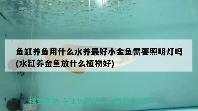 魚(yú)缸養(yǎng)魚(yú)用什么水養(yǎng)最好小金魚(yú)需要照明燈嗎(水缸養(yǎng)金魚(yú)放什么植物好)
