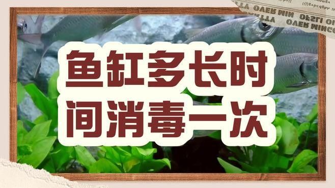龍魚缸濾材多久消毒一次（魚缸濾材多久換一次）