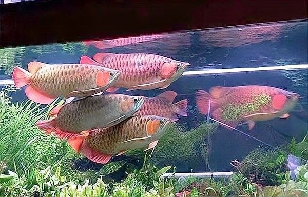龍魚缸濾材多久消毒一次（魚缸濾材多久換一次）