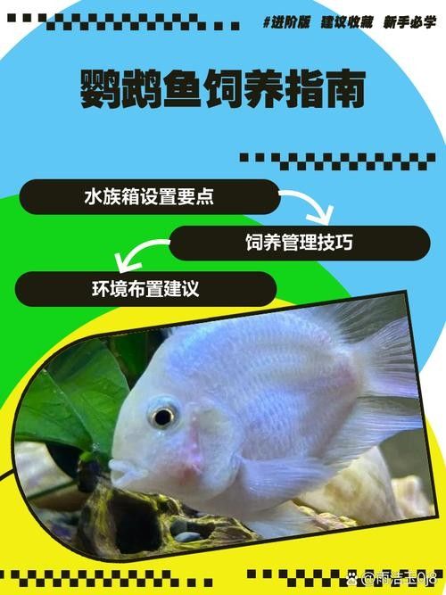 龍魚缸里能養(yǎng)鸚鵡魚嗎(鸚鵡魚和龍魚可以混養(yǎng)嗎) 龍魚百科 第1張 龍魚缸里能養(yǎng)鸚鵡魚嗎(鸚鵡魚和龍魚可以混養(yǎng)嗎) 龍魚缸里能養(yǎng)鸚鵡魚嗎(鸚鵡魚和龍魚可以混養(yǎng)嗎) 龍魚百科 第1張