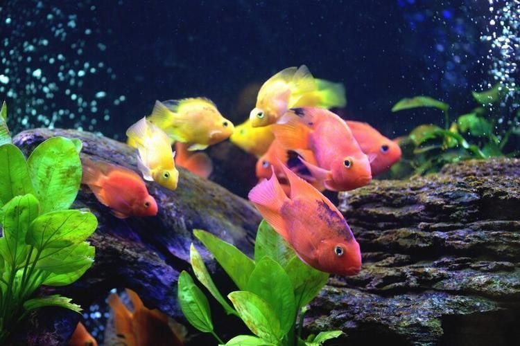龍魚缸里能養(yǎng)鸚鵡魚嗎(鸚鵡魚和龍魚可以混養(yǎng)嗎) 龍魚百科 第6張 龍魚缸里能養(yǎng)鸚鵡魚嗎(鸚鵡魚和龍魚可以混養(yǎng)嗎) 龍魚缸里能養(yǎng)鸚鵡魚嗎(鸚鵡魚和龍魚可以混養(yǎng)嗎) 龍魚百科 第6張