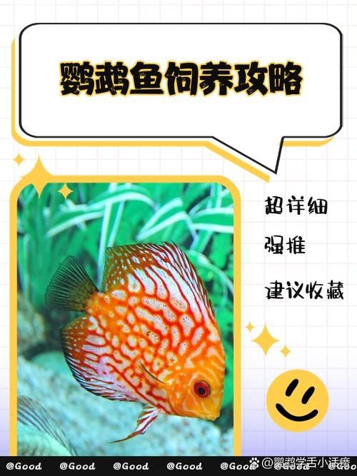 龍魚缸里能養(yǎng)鸚鵡魚嗎(鸚鵡魚和龍魚可以混養(yǎng)嗎) 龍魚百科 第5張 龍魚缸里能養(yǎng)鸚鵡魚嗎(鸚鵡魚和龍魚可以混養(yǎng)嗎) 龍魚缸里能養(yǎng)鸚鵡魚嗎(鸚鵡魚和龍魚可以混養(yǎng)嗎) 龍魚百科 第5張