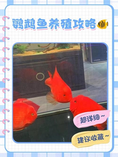 龍魚缸里能養(yǎng)鸚鵡魚嗎(鸚鵡魚和龍魚可以混養(yǎng)嗎) 龍魚百科 第4張 龍魚缸里能養(yǎng)鸚鵡魚嗎(鸚鵡魚和龍魚可以混養(yǎng)嗎) 龍魚缸里能養(yǎng)鸚鵡魚嗎(鸚鵡魚和龍魚可以混養(yǎng)嗎) 龍魚百科 第4張