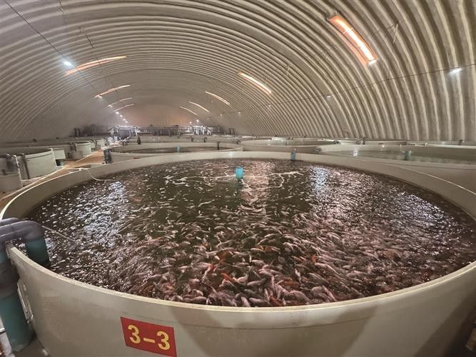如何聯系到昌吉回族自治州的龍魚養殖場