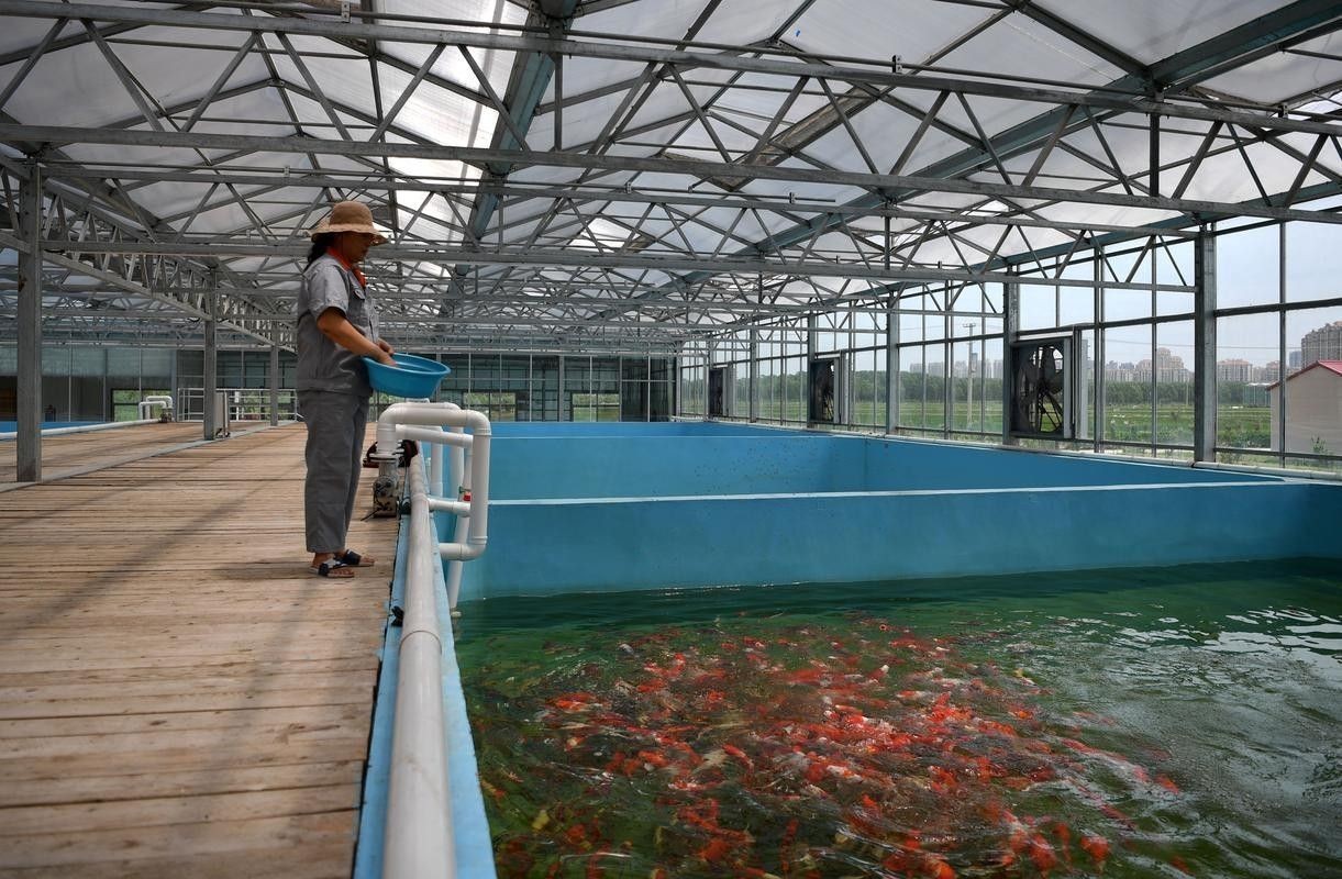 如何聯系到昌吉回族自治州的龍魚養殖場