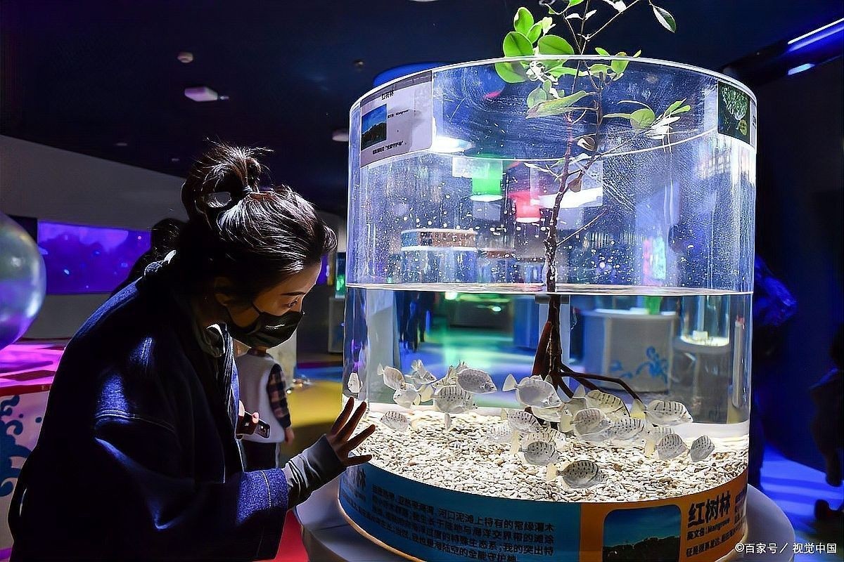 哪種顏色的燈光對金龍魚發色最有利