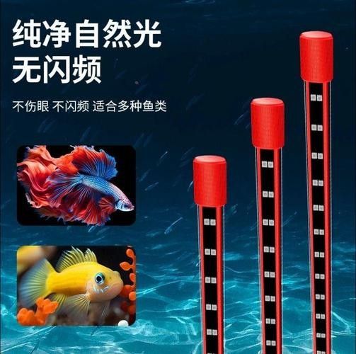 龍魚專用燈管的價格是多少（如何選擇適合龍魚的燈管？） 龍魚專用燈管的價格是多少（如何選擇適合龍魚的燈管？） 龍魚百科 第3張