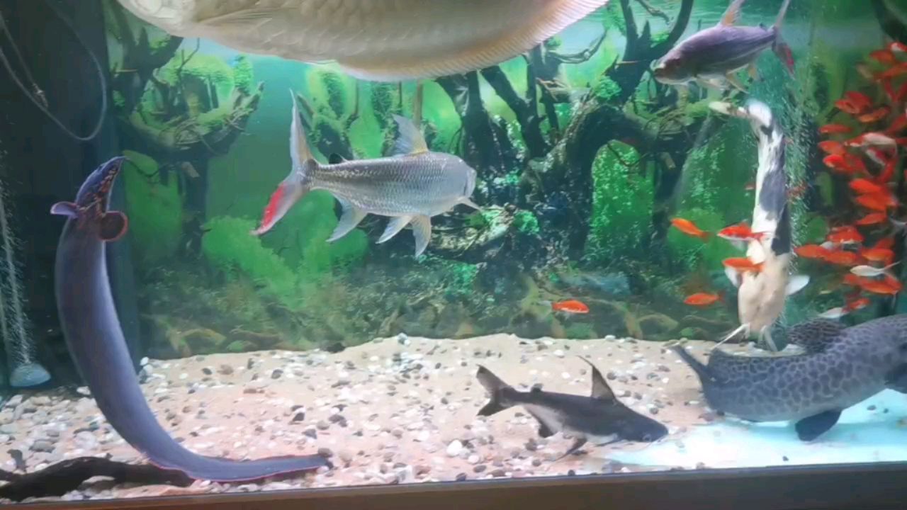 二手龍魚轉讓信息最新（二手龍魚轉讓信息最新消息）