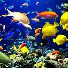 榆林水族館:榆林市榆林市榆林市榆林市榆陽區一泓水族館親子活動 觀賞魚百科 第2張 榆林水族館:榆林市榆林市榆林市榆林市榆陽區一泓水族館親子活動 榆林水族館:榆林市榆林市榆林市榆林市榆陽區一泓水族館親子活動 觀賞魚百科 第2張