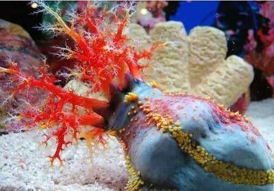 榆林水族館：榆林市榆林市榆林市榆林市榆陽區一泓水族館親子活動 榆林水族館：榆林市榆林市榆林市榆林市榆陽區一泓水族館親子活動 觀賞魚百科 第3張