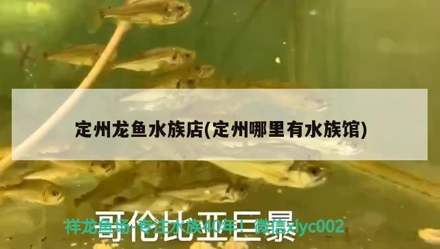 紅龍魚用黃燈烤有用嗎 定州龍魚水族店(定州哪里有水族館) 觀賞魚百科 定州龍魚水族店(定州哪里有水族館) 定州龍魚水族店(定州哪里有水族館) 觀賞魚百科