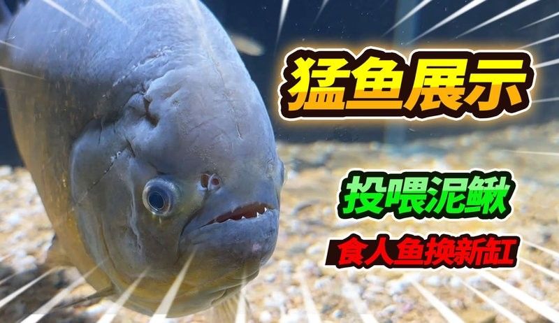 金龍魚和食人魚能混養(yǎng)嗎