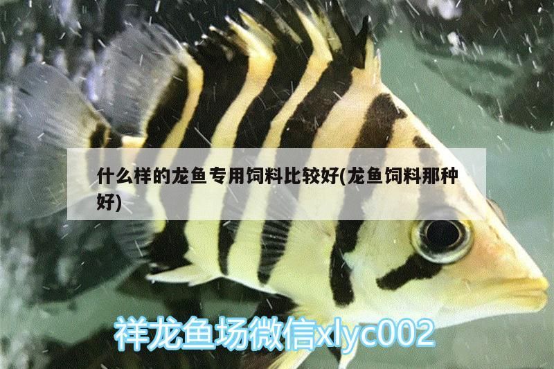 什么樣的龍魚專用飼料比較好(龍魚飼料那種好) 什么樣的龍魚專用飼料比較好(龍魚飼料那種好) 觀賞魚百科