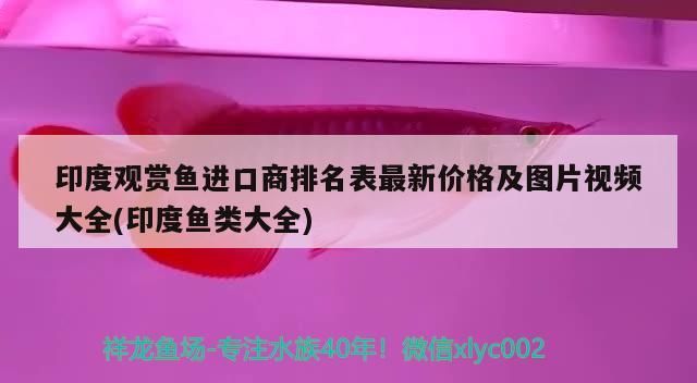 印度觀賞魚進(jìn)口商排名表最新價(jià)格及圖片視頻大全(印度魚類大全)