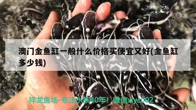 澳門金魚缸一般什么價格買便宜又好(金魚缸多少錢)