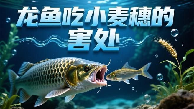 龍魚喂活食有哪些風險？（如何給龍魚喂食活食更安全？）