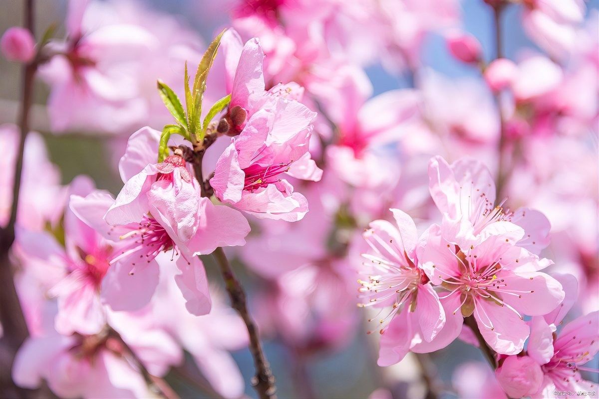 哪些風水擺件可以招桃花（中國傳統風水擺件招來桃花運，招來桃花運）