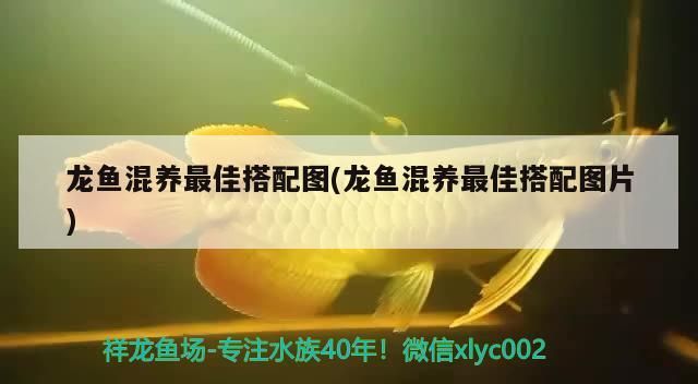 龍魚(yú)混養(yǎng)最佳搭配圖(龍魚(yú)混養(yǎng)最佳搭配圖片) 龍魚(yú)混養(yǎng)最佳搭配圖(龍魚(yú)混養(yǎng)最佳搭配圖片) 觀賞魚(yú)百科