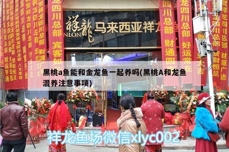 黑桃a魚能和金龍魚一起養嗎(黑桃A和龍魚混養注意事項)（黑桃a魚能和金龍魚一起養嗎）