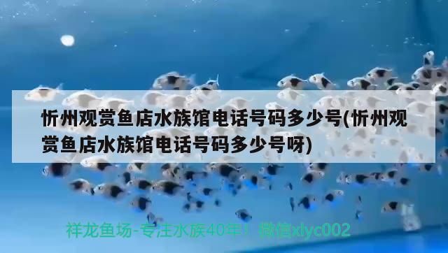 <strong><mark>忻州</mark></strong>觀賞魚店水族館電話號碼多少號(<strong><mark>忻州</mark></strong>觀賞魚店水族館電話號碼多少號呀)（《海賊王》<strong><mark>忻州</mark></strong>觀賞魚店水族館）