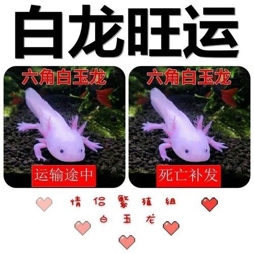 白玉龍魚(yú)的價(jià)格是多少（白玉龍魚(yú)價(jià)格是多少）