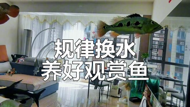 換缸后多久換一次水 換缸后多久換一次水 龍魚百科 第1張