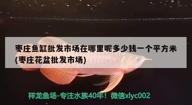棗莊魚缸批發(fā)市場在哪里呢多少錢一個平方米(棗莊花盆批發(fā)市場)（棗莊魚缸批發(fā)市場在哪里） 棗莊魚缸批發(fā)市場在哪里呢多少錢一個平方米(棗莊花盆批發(fā)市場)（棗莊魚缸批發(fā)市場在哪里） 觀賞魚百科