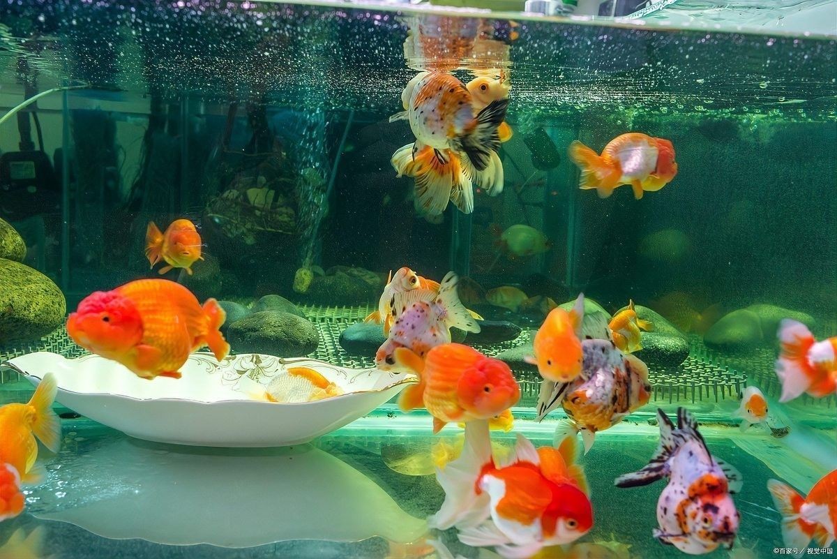 超血紅龍魚一天喂幾次？（紅龍魚一天喂幾次,有什么喂食原則）