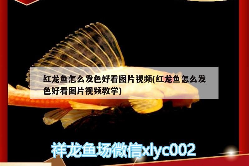 鸚鵡魚和銀龍魚混養(yǎng)怎樣喂食 紅龍魚怎么發(fā)色好看圖片視頻(紅龍魚怎么發(fā)色好看圖片視頻教學) 觀賞魚百科 紅龍魚怎么發(fā)色好看圖片視頻(紅龍魚怎么發(fā)色好看圖片視頻教學) 紅龍魚怎么發(fā)色好看圖片視頻(紅龍魚怎么發(fā)色好看圖片視頻教學) 觀賞魚百科