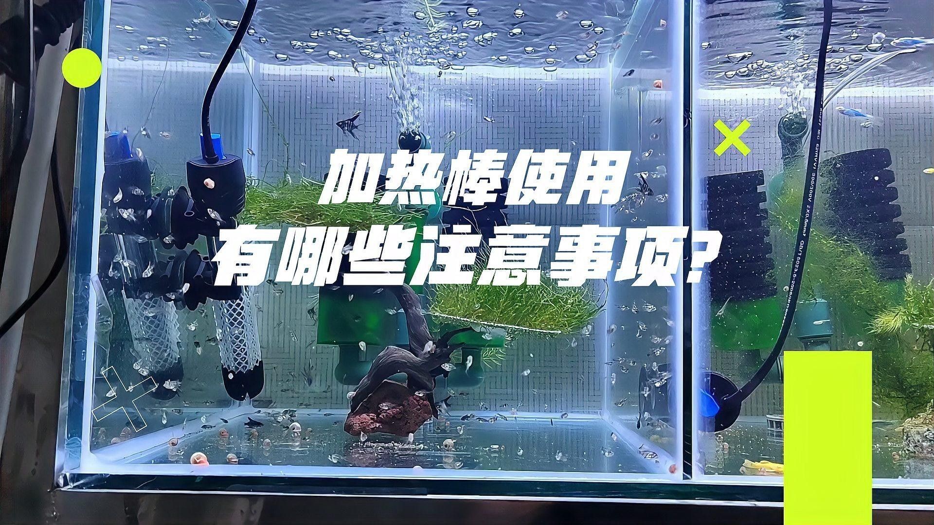 使用加熱棒時需要注意哪些事項（魚樂閣,魚缸加熱棒安全使用注意事項魚缸加熱棒安全使用注意事項）