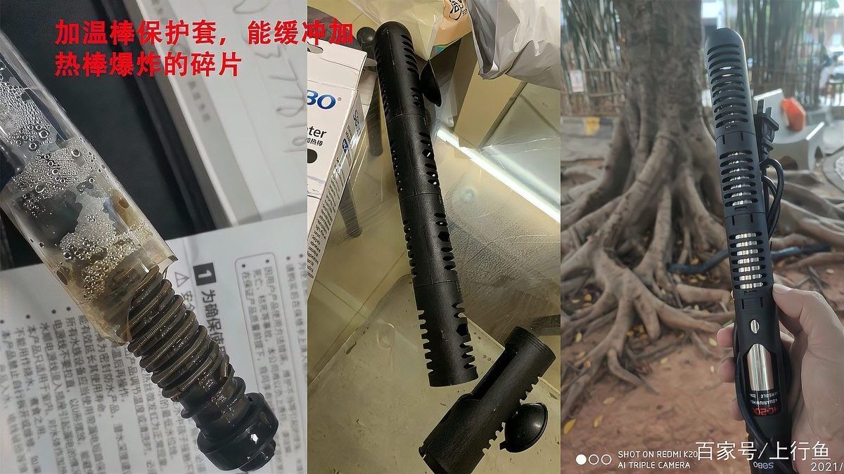 龍魚和錦鯉能跟蝴蝶鯉混養嗎，紅龍魚和蝴蝶鯉混養嗎，龍魚和蝴蝶鯉可以混養嗎