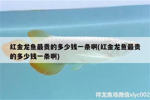 龍魚怕什么 紅龍魚顏色變黑怎么辦啊(黑色魚變成紅色怎么辦)(紅金龍魚最貴的多少錢一條) 觀賞魚百科 紅龍魚顏色變黑怎么辦啊(黑色魚變成紅色怎么辦)(紅金龍魚最貴的多少錢一條) 紅龍魚顏色變黑怎么辦啊(黑色魚變成紅色怎么辦)(紅金龍魚最貴的多少錢一條) 觀賞魚百科