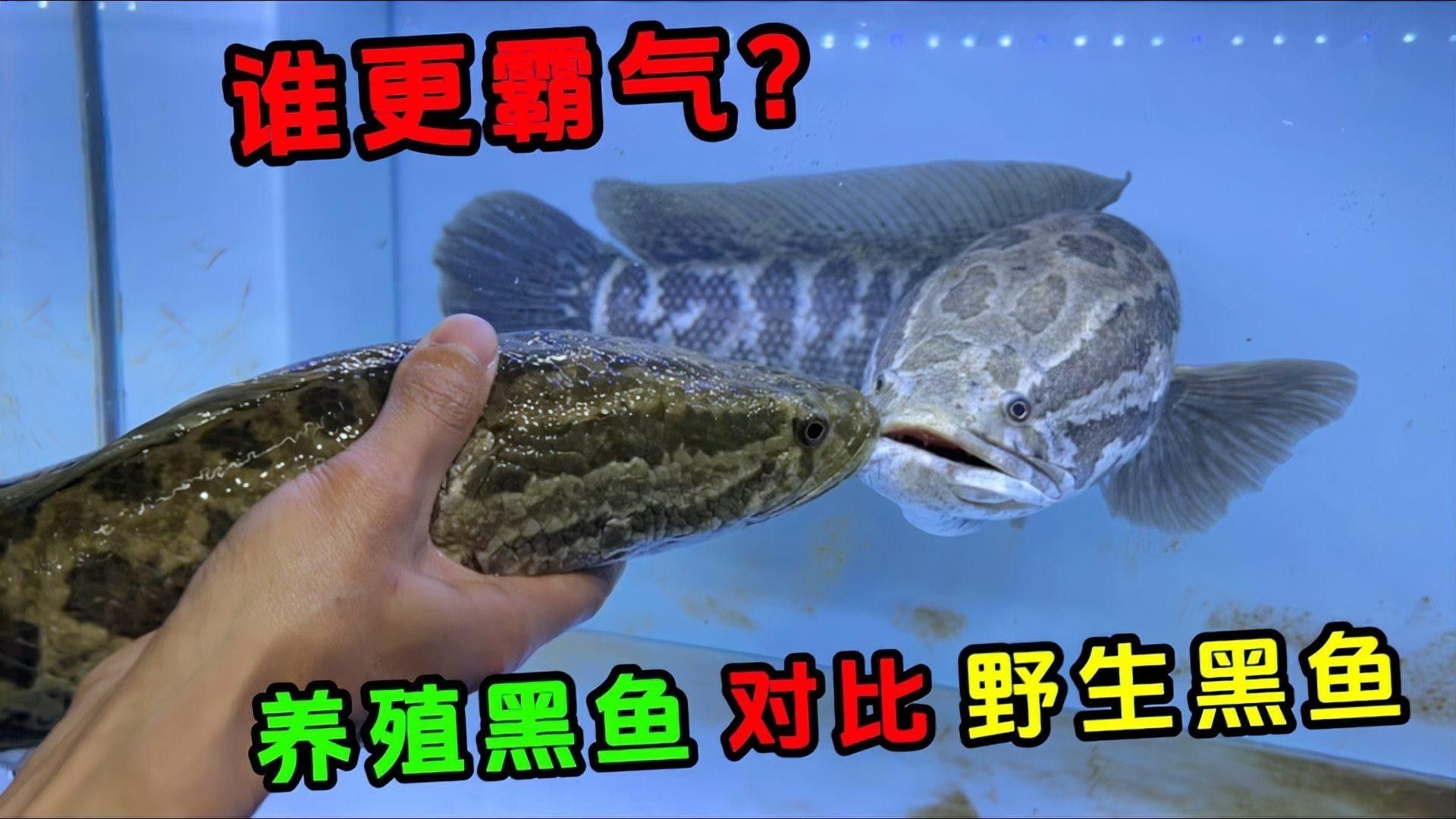 黑魚和龍魚養殖難度對比（黑魚和龍魚養殖周期分別多久黑魚和龍魚市場價格差異大嗎）