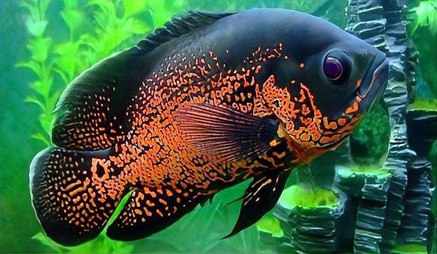 龍餌有沒有使用期限（徐大王愛釣魚釣魚用具不同釣魚用具的保養技巧）
