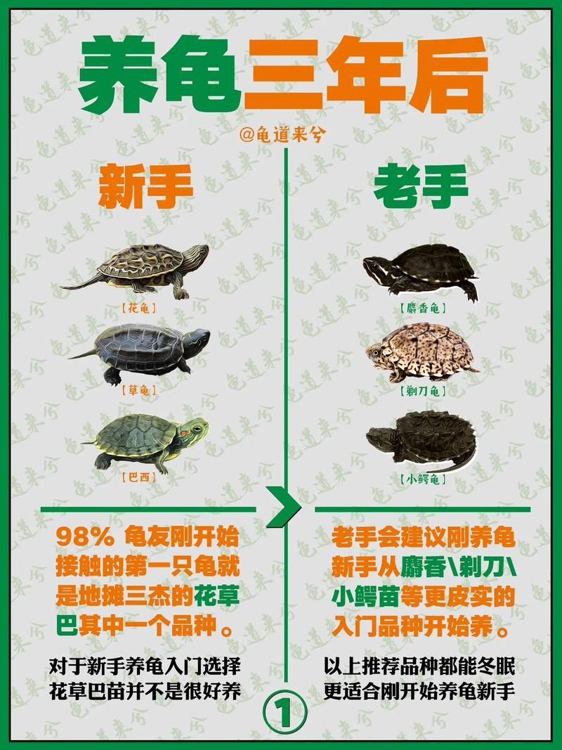 推薦一些與黃頭側(cè)頸龜混養(yǎng)的植物