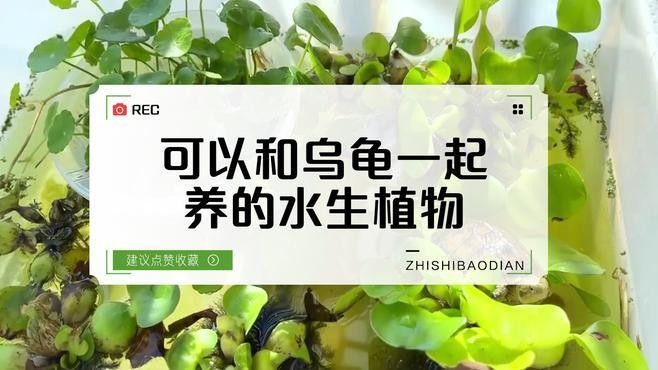 推薦一些與黃頭側(cè)頸龜混養(yǎng)的植物