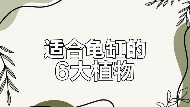 推薦一些與黃頭側(cè)頸龜混養(yǎng)的植物