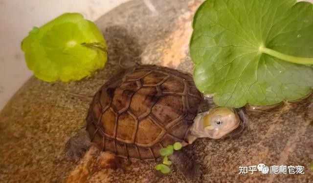 推薦一些與黃頭側(cè)頸龜混養(yǎng)的植物