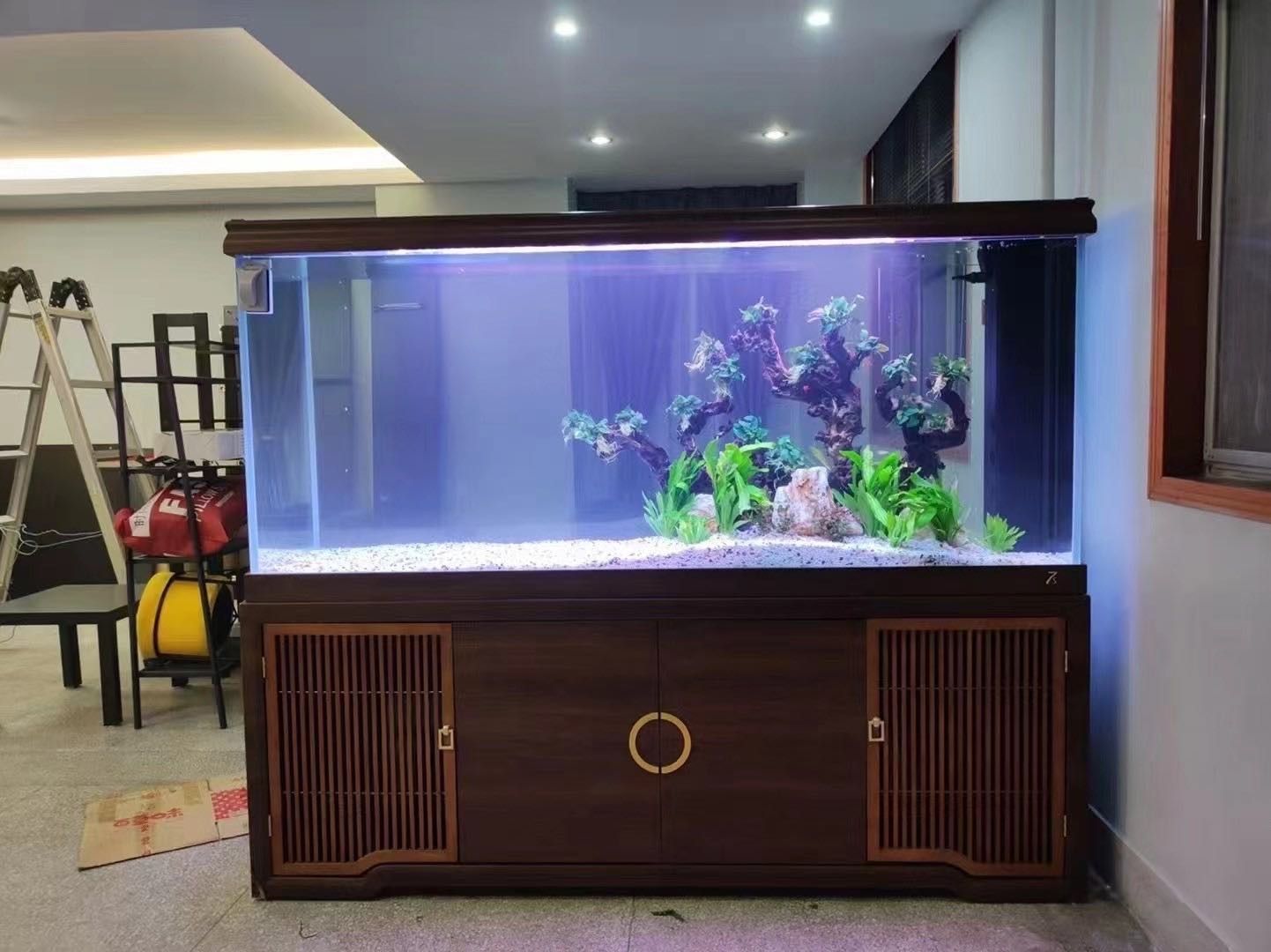 慶陽哪個水族館龍魚好？祥龍魚場龍魚