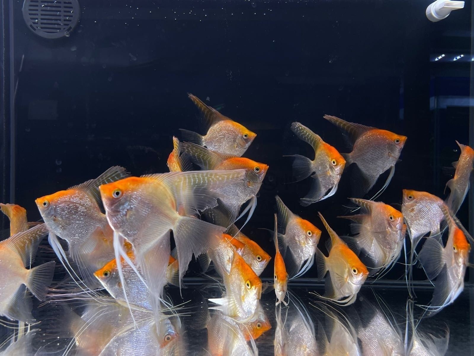 慶陽哪個水族館龍魚好？祥龍魚場龍魚