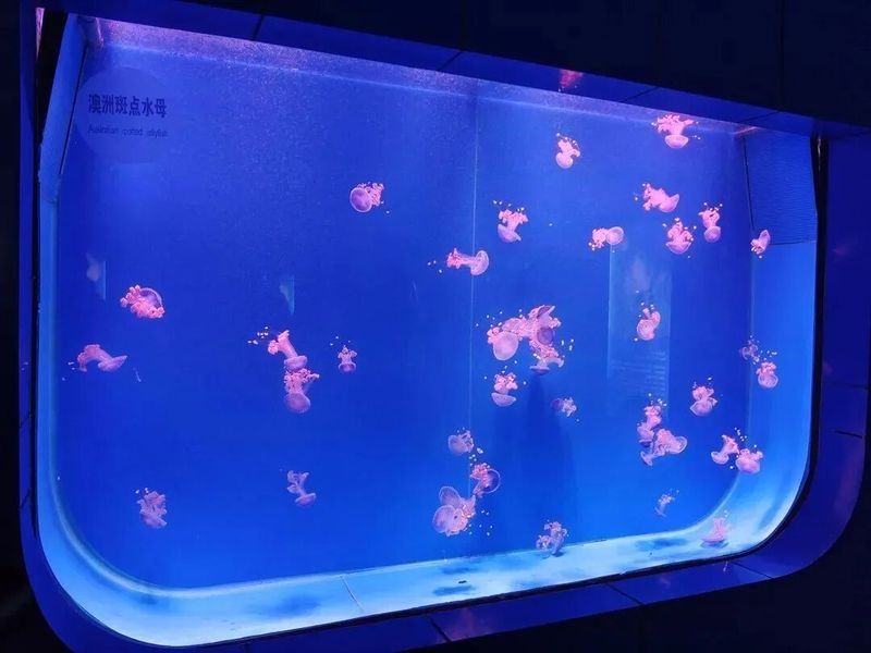 長春市龍魚交流群活躍嗎？（長春市龍魚交流群活躍度如何評估？） 長春市龍魚交流群活躍嗎？（長春市龍魚交流群活躍度如何評估？） 龍魚百科 第3張